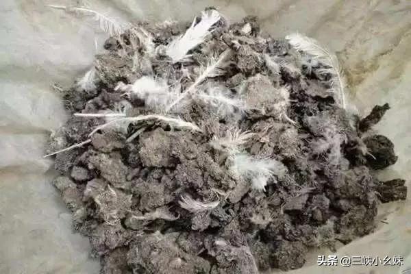 接管一片芭蕉林，想要收購鴨糞當做肥料請問是什么樣的價格才合適？