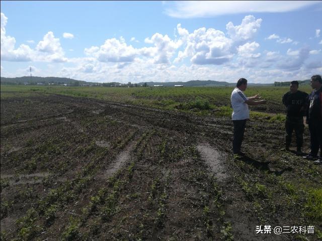 黃豆噴葉面肥，一畝地里加多少尿素？