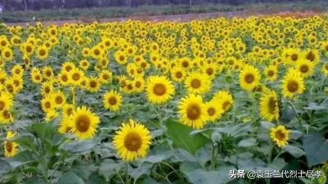 向葵花葉面噴尿素水正常一畝地需要多少斤尿素？