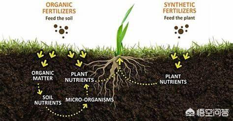 化肥中的氮磷鉀是無機(jī)元素，那么無機(jī)元素作用在植物中，和有機(jī)元素會(huì)有什么不同？