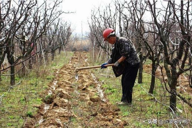 開春果園施肥，為什么有人說必須補氮肥，而尿素卻千萬不能撒？