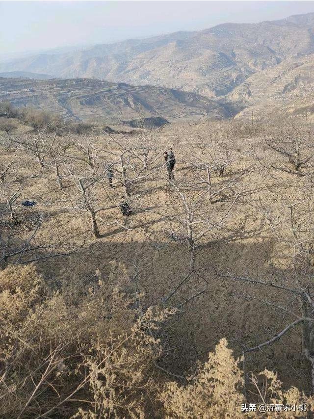 開春果園施肥，為什么有人說必須補氮肥，而尿素卻千萬不能撒？