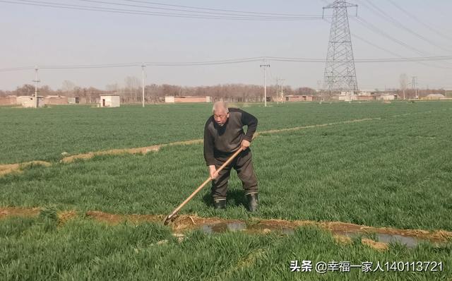 現在給小麥追肥會貪青晚熟嗎？