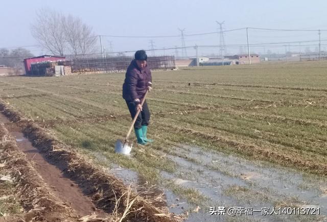 現在給小麥追肥會貪青晚熟嗎？