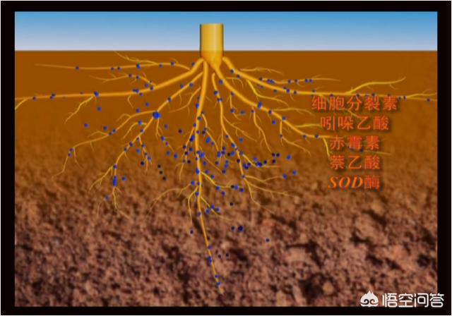 生物有機肥和生物有機菌劑哪個好？